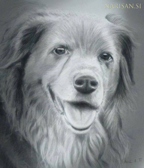 Portret psa - risanje