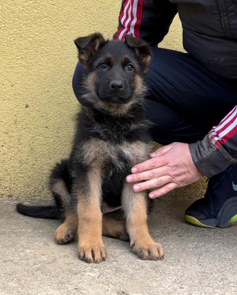 Nemački ovčar na prodaju - štenci - foto