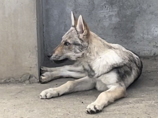 Čehoslovački vučiji pas - štenci na prodaju - foto povečava