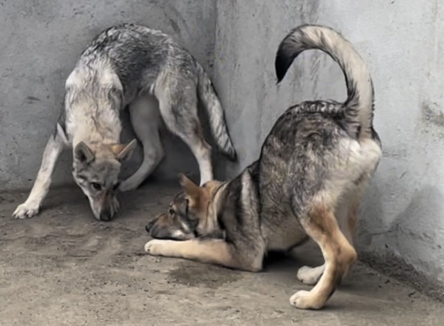 Čehoslovački vučiji pas - štenci na prodaju - foto