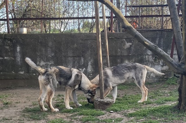 Čehoslovački vučiji pas - štenci na prodaju - foto