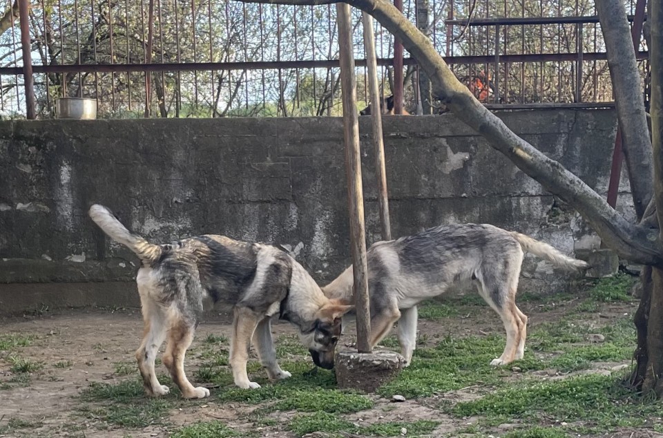 Čehoslovački vučiji pas - štenci na prodaju - foto povečava