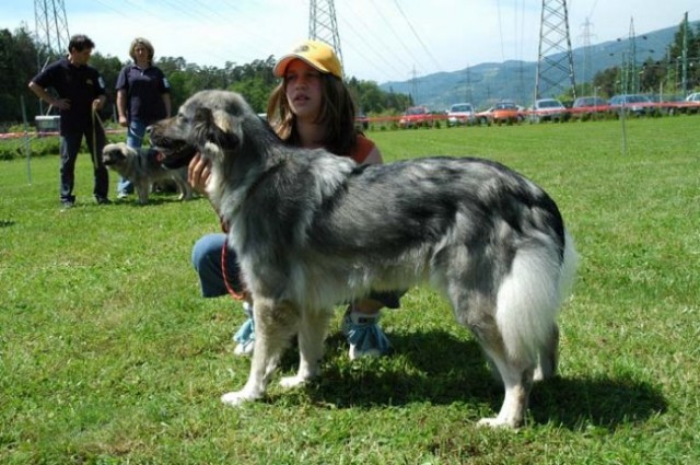 Nicole in Ara, lastnik Benčič irma