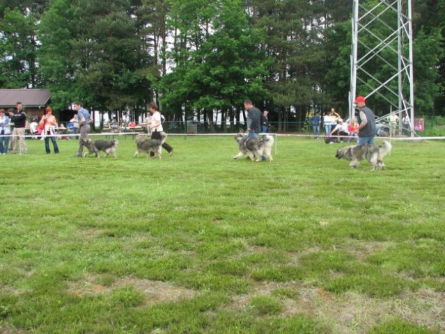 Društvena CAC razstava KO 2006 - foto