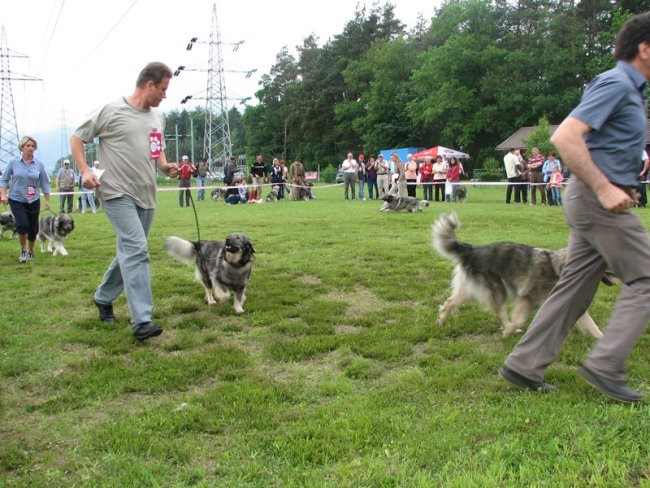 Društvena CAC razstava KO 2006 - foto povečava