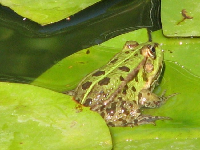Tudi žabice domujejo v ribniku