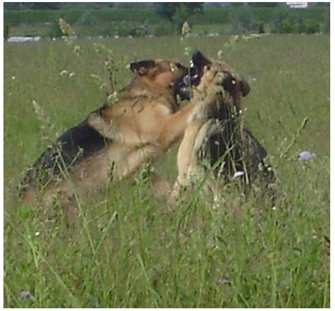 Proljeće - preseljenje - foto povečava