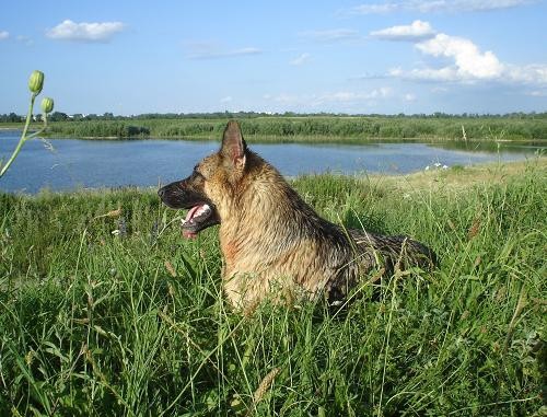 Baš sava - foto povečava