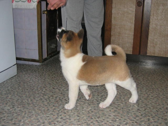 American Akita -Veliki japonski pes - foto