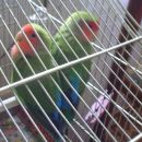lusi in princ
