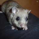 polhec rudi