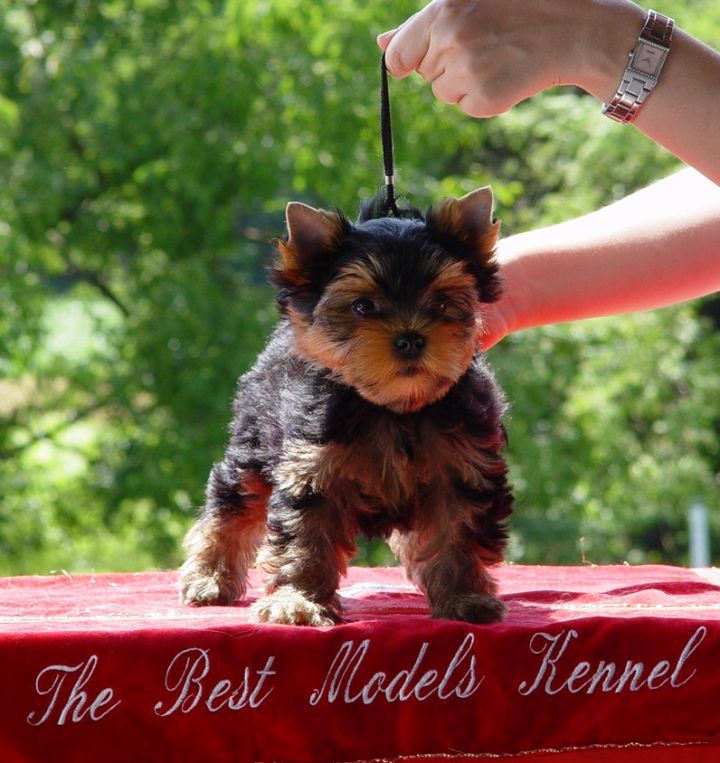 The Best Models yorkie pups - foto povečava