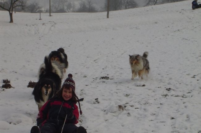 Collies of the Holy Mountain - foto povečava