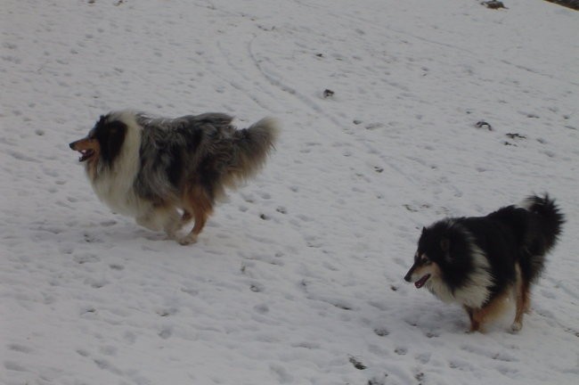 Collies of the Holy Mountain - foto povečava