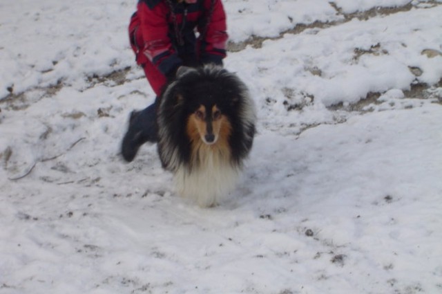 Collies of the Holy Mountain - foto