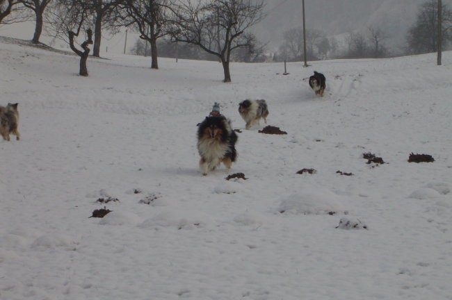 Collies of the Holy Mountain - foto povečava