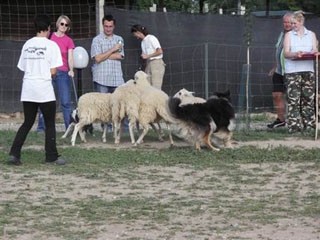 Collies of the Holy Mountain - foto povečava