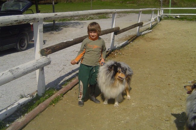 Collies of the Holy Mountain - foto povečava