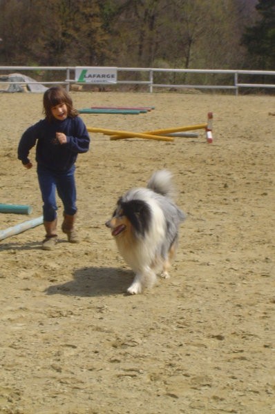 Collies of the Holy Mountain - foto povečava