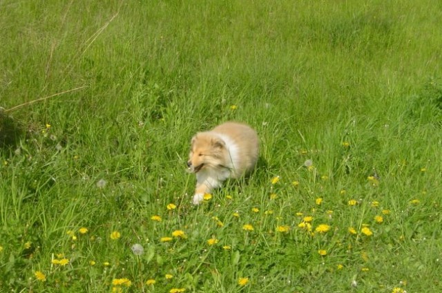 Collies of the Holy Mountain - foto