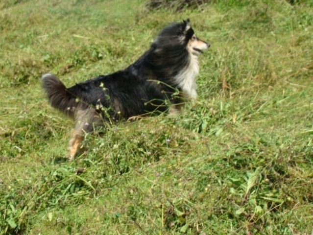 Collies of the Holy Mountain - foto