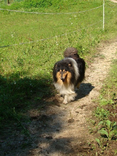 Collies of the Holy Mountain - foto