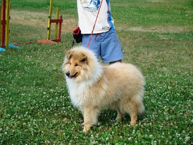 Collies of the Holy Mountain - foto povečava