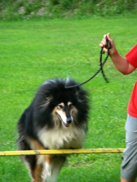 Collies of the Holy Mountain - foto povečava