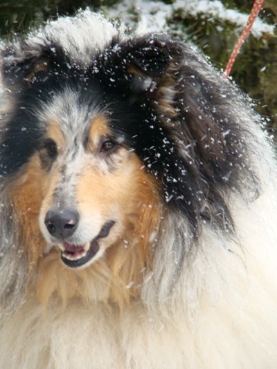 Collies of the Holy Mountain - foto povečava