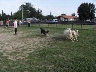 Kako so hitre te ovce