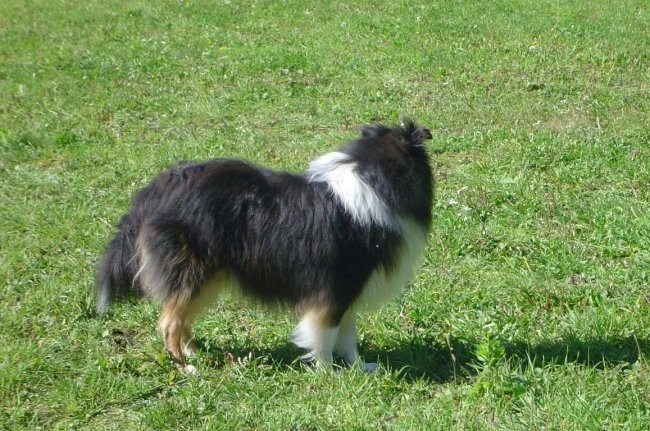 Collies of the Holy Mountain - foto povečava