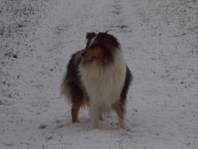 Collies of the Holy Mountain - foto povečava