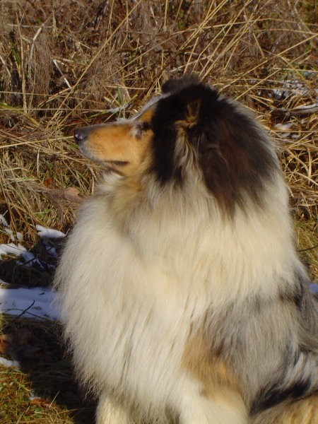 Collies of the Holy Mountain - foto povečava