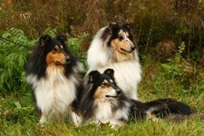 Collies of the Holy Mountain - foto