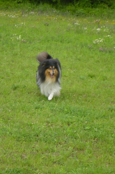 Collies of the Holy Mountain - foto povečava