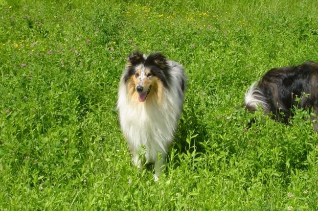 Collies of the Holy Mountain - foto povečava