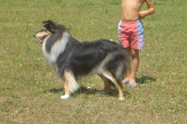 Collies of the Holy Mountain - foto povečava