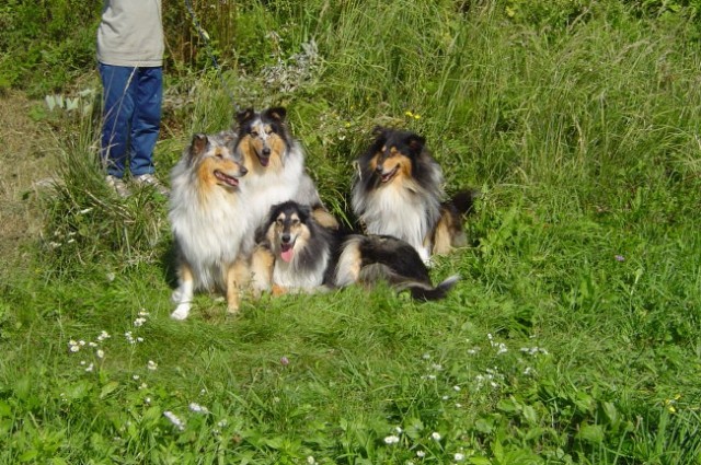 Collies of the Holy Mountain - foto