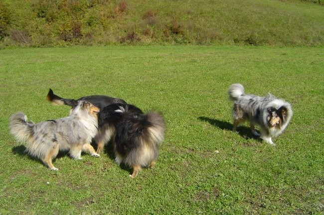 Collies of the Holy Mountain - foto povečava