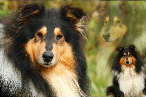 Collies of the Holy Mountain - foto