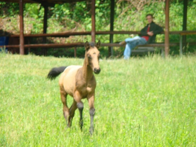 Horses - foto povečava