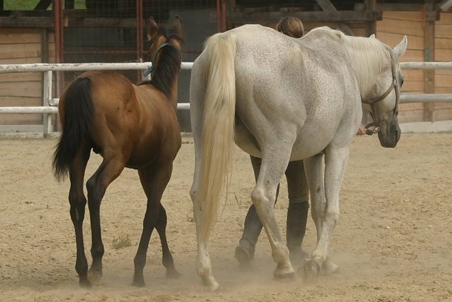 Horses - foto povečava