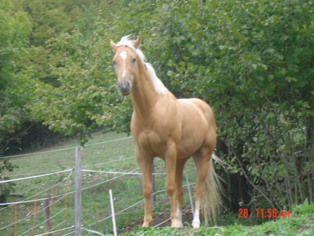 Domingo Lone-Quarter horse žrebec