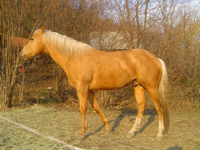 Quarter horse žrebec, Domingo Lone, 2001 letnik, palomino barve...