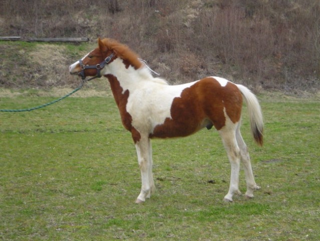 Horses - foto