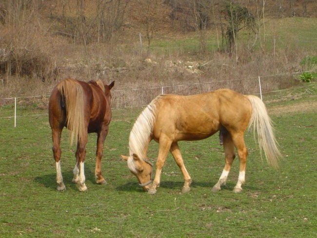 Horses - foto povečava