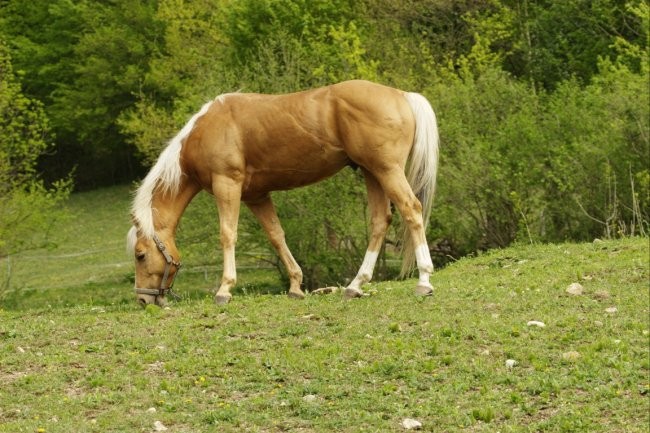 Horses - foto povečava