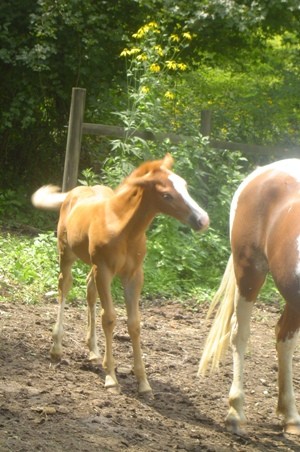 Horses - foto