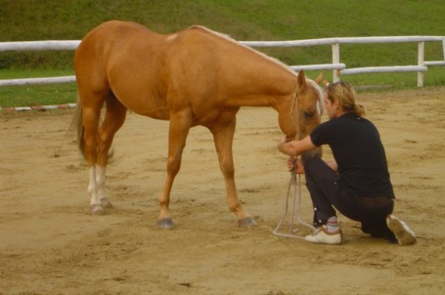 Horses - foto