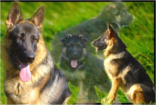 GSD Pax Von Athaba - foto